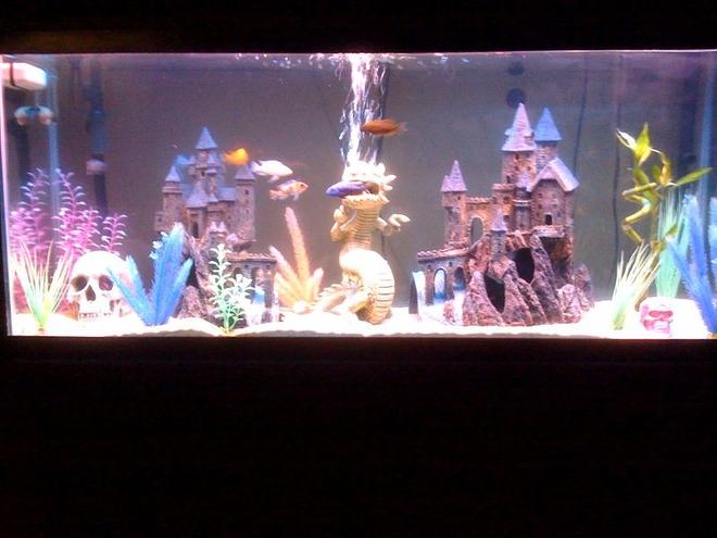 55 gallons freshwater fish tank (mostly fish and non-living decorations) - My first aquarium.