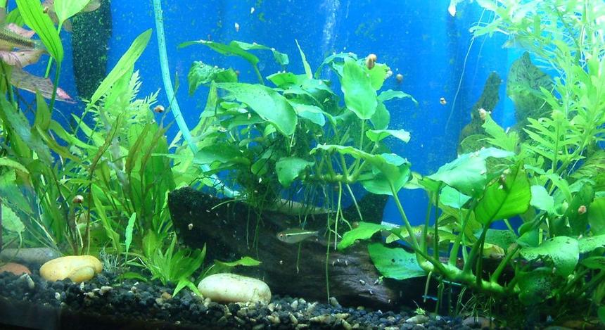 Rated #135: 29 Gallons Planted Tank - 29 gallon community aquarium - my first attempt at a planted tank.