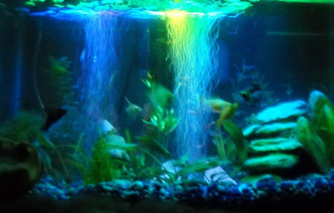 10 gallons freshwater fish tank (mostly fish and non-living decorations) - my fish tank's night affect