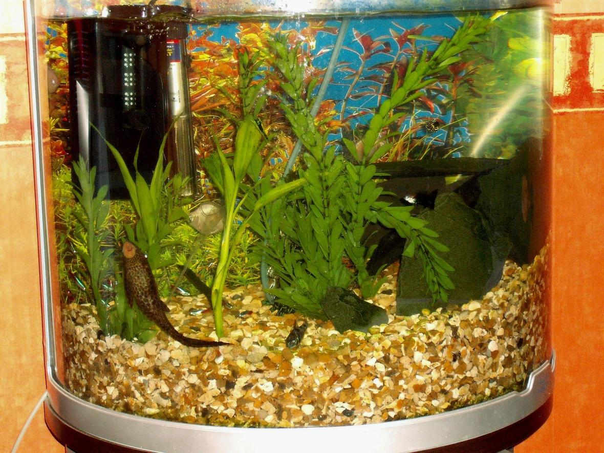 20 gallons freshwater fish tank (mostly fish and non-living decorations) - After some snail population explosion i restarted my set up by getting rid of the old subtrate and cleaning the tank with boiled water.Snails now under control. New 10mm golden gravel thoroughly rinsed and releveled to provide structure and good subtrate for future plantings. Gravel now 2" deep rising to 8" deep.This give the occupants a sense of deeper water in the left side whilst giving the protection of margins on the right.On the right I have errected a series of caves and dark places for the pleco and sucking loach.This seems to work well but enables me to see all fish even when they are in their caves. since i last logged on Ive also added 7 more neon tetras but lost the siamese fighting fish.