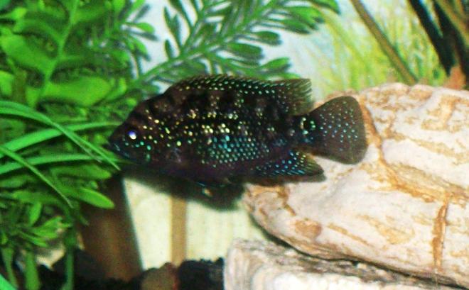 freshwater fish - nandopsis octofasciatum - jack dempsey stocking in 55 gallons tank - jack dempsy fish, still young and little. very pretty