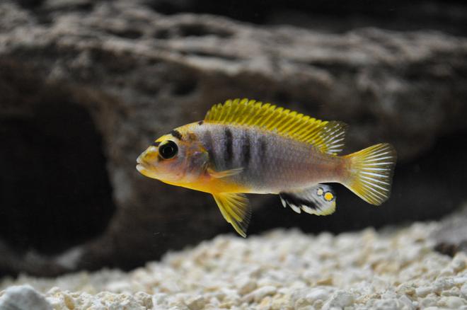freshwater fish - labidochromis sp. - hongi stocking in 120 gallons tank - Young Red Top