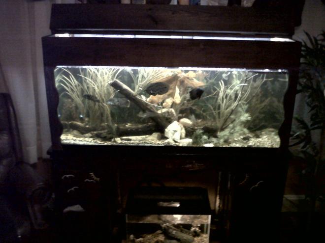 75 gallons freshwater fish tank (mostly fish and non-living decorations) - 75 gallon freshwater tank custom built with 50 fish