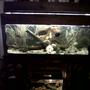 75 gallons freshwater fish tank (mostly fish and non-living decorations) - 75 gallon freshwater tank custom built with 50 fish