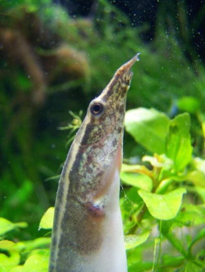 freshwater fish - macrognathus siamensis - peacock eel stocking in 5 gallons tank - "Elvis" the Peacock Eel