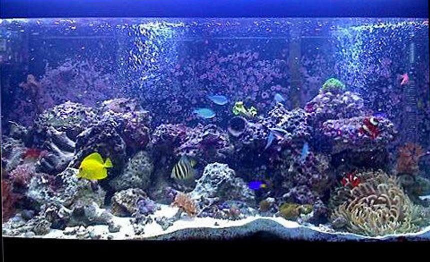 Rated #57: 75 Gallons Reef Tank - .
