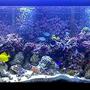 75 gallons reef tank (mostly live coral and fish) - .