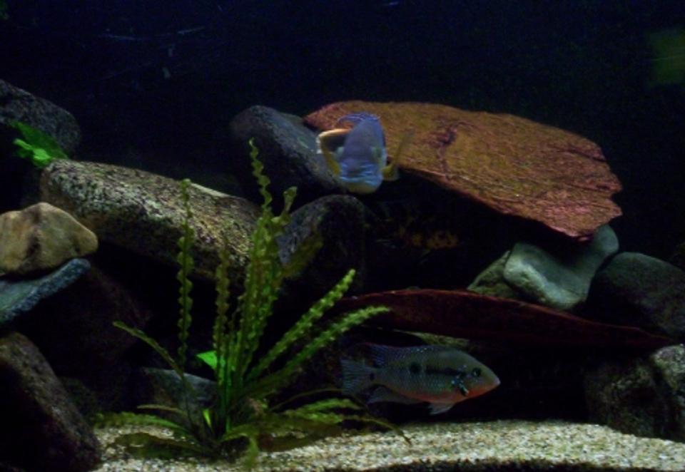 freshwater fish - thorichthys meeki - firemouth cichlid stocking in 100 gallons tank - this is my firemouth cichlid, up top is my green terror if you can make it him out