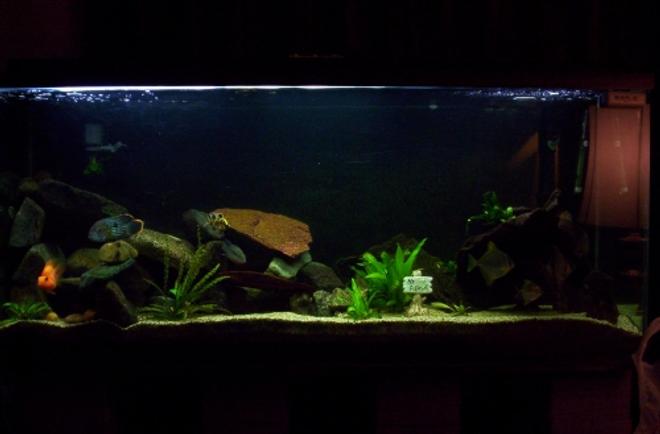 100 gallons freshwater fish tank (mostly fish and non-living decorations) - this is my 100 gallon tank, currently stocked mostly with cichlids, and some random monos, a few live plants and thats it.