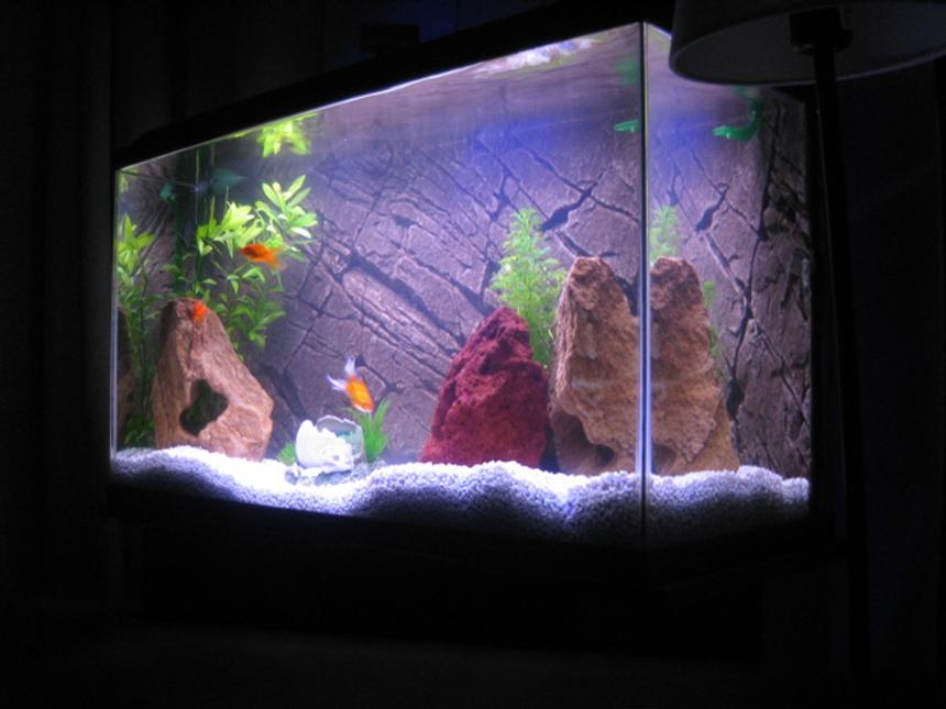 Rated #2841: 30 Gallons Freshwater Fish Tank - This is my first freshwater tank. 30 gal. Eheim Classic filter, Pangea Background insert, Power-Glo florescent, Moonglow LEDs, white gravel.