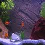 30 gallons freshwater fish tank (mostly fish and non-living decorations) - This is my first freshwater tank closer view. 30 gal. Eheim Classic filter, Pangea Background insert, Power-Glo florescent, Moonglow LEDs, white gravel.