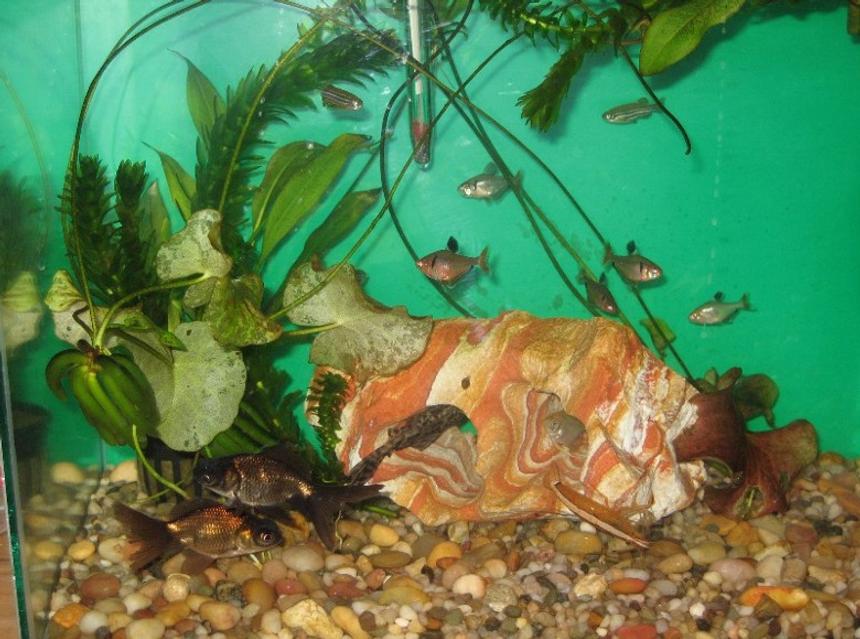 Rated #192: 10 Gallons Planted Tank - my first tank