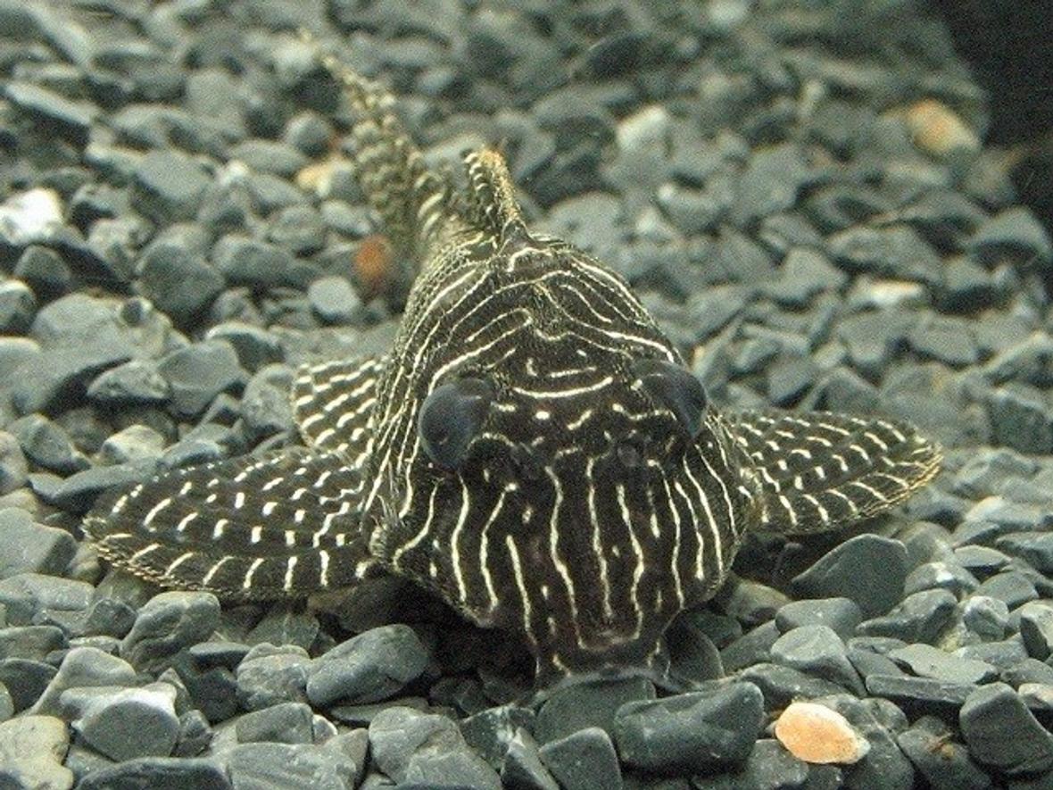 freshwater fish - hypancistrus sp. - queen arabesque pleco stocking in 10 gallons tank - Queen Arabesque pleco.