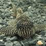 freshwater fish - hypancistrus sp. - queen arabesque pleco stocking in 10 gallons tank - Queen Arabesque pleco.