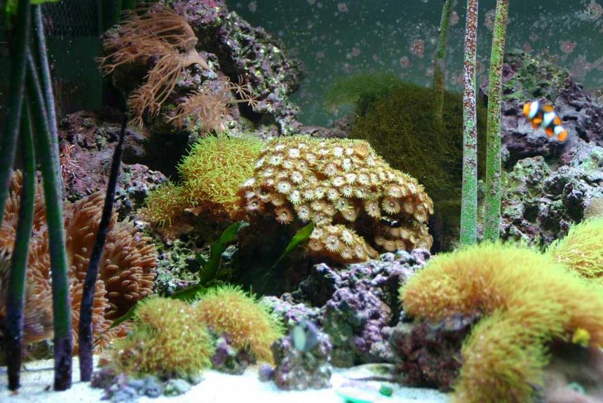 Rated #113: 80 Gallons Reef Tank - It's an 80 gallon flat bed tank we got from a shop that they had gotten custom.  About 100 lbs of liverock and a homemade sump w UV but W/O protein skimmer.   It's pretty much self contained, we just put in additives and some frozen shrimp and do rare water changes to avoid build up of stuff from evaporation.  Sea horses, a pipe fish, an abundance of inverts, and more, we even have a population of about 30 little snails that were born in the tank.196 watts o' light. Sorry it's just a close up cropped picture, and not a full tank shot.