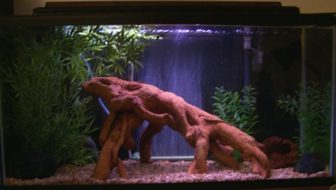 55 gallons freshwater fish tank (mostly fish and non-living decorations) - 33gal South American cichlid setup. Log and plants are all fake.