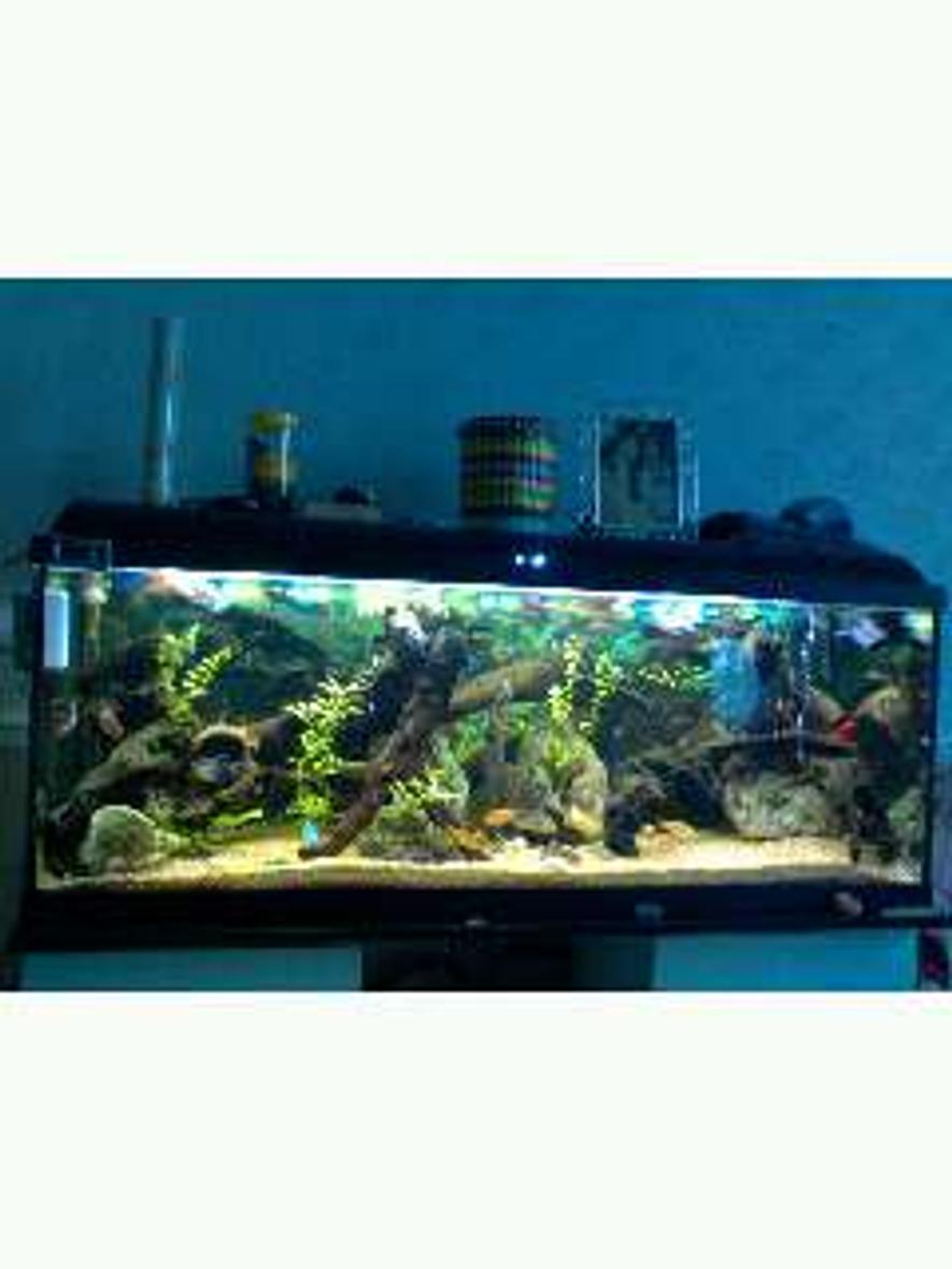 Rated #116: 200 Gallons Freshwater Fish Tank - my brothers tank