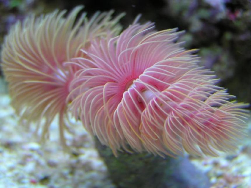 Rated #7: Corals Inverts - Protula Bispiralis - Hard Tube Coco Worm - My 9 Month Old Coco-Worm

85g (uk) Bow Front Tank, 4x54 T5 Luminare / Deltec Aqua+ Tubes, Deltec MCE600 Skimmer, Eheim Pro 3 Ex-Filter, TMC UV15, Tunze 6060 / Maxi-Jet 1200 PH Combo, Auto Top-Up, 3 Stage 6" DSB, Hydor ETH 300 heater.