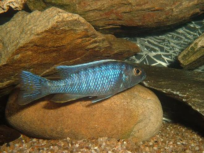 freshwater fish - cyrtocara moorii - moorei cichlid stocking in 100 gallons tank - Fryeir