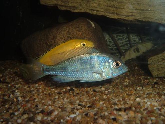 freshwater fish - cyrtocara moorii - moorei cichlid stocking in 100 gallons tank - Malai Dolphin aka c.moorii