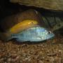 freshwater fish - cyrtocara moorii - moorei cichlid stocking in 100 gallons tank - Malai Dolphin aka c.moorii