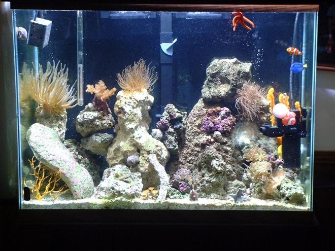 30 gallons reef tank (mostly live coral and fish) - 30 gallon reef tank Front is 400 watt  MH light too much for a 29 gallon