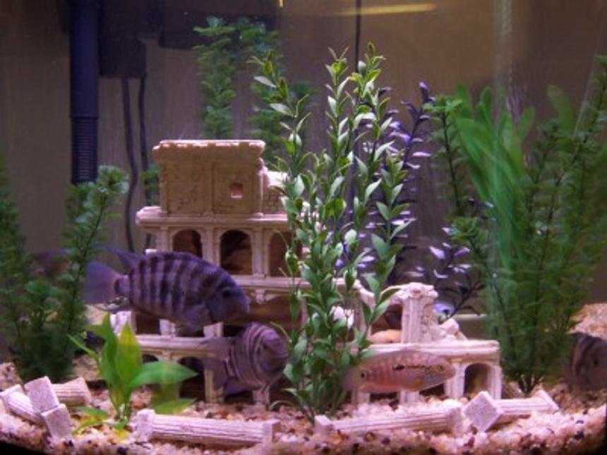 Rated #227: 30 Gallons Freshwater Fish Tank - 30 GAL 2 JACK DEMS 6 CONVICT CICHLIDS MOST OF CONVICTS ALMOST TEN YRS OLD THERE ARE TWO BREADING PAIRS