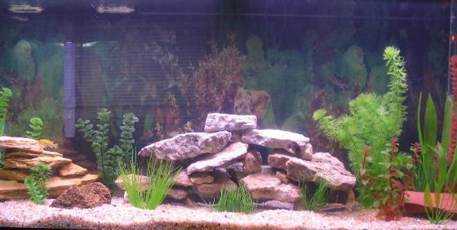 55 gallons freshwater fish tank (mostly fish and non-living decorations) - 55 Gal
All Cichlids