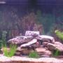 55 gallons freshwater fish tank (mostly fish and non-living decorations) - 55 Gal All Cichlids