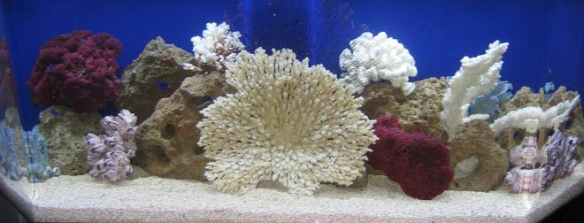 100 gallons saltwater fish tank (mostly fish, little/no live coral) - My Tank