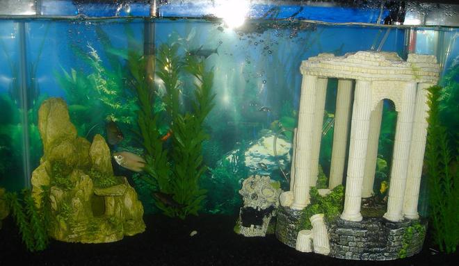 29 gallons freshwater fish tank (mostly fish and non-living decorations) - my tank.