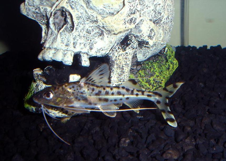 Rated #96: Freshwater Fish - Synodontis Eupterus - Synodontis Eupterus Catfish Stocking In 29 Gallons Tank - one of my catfish