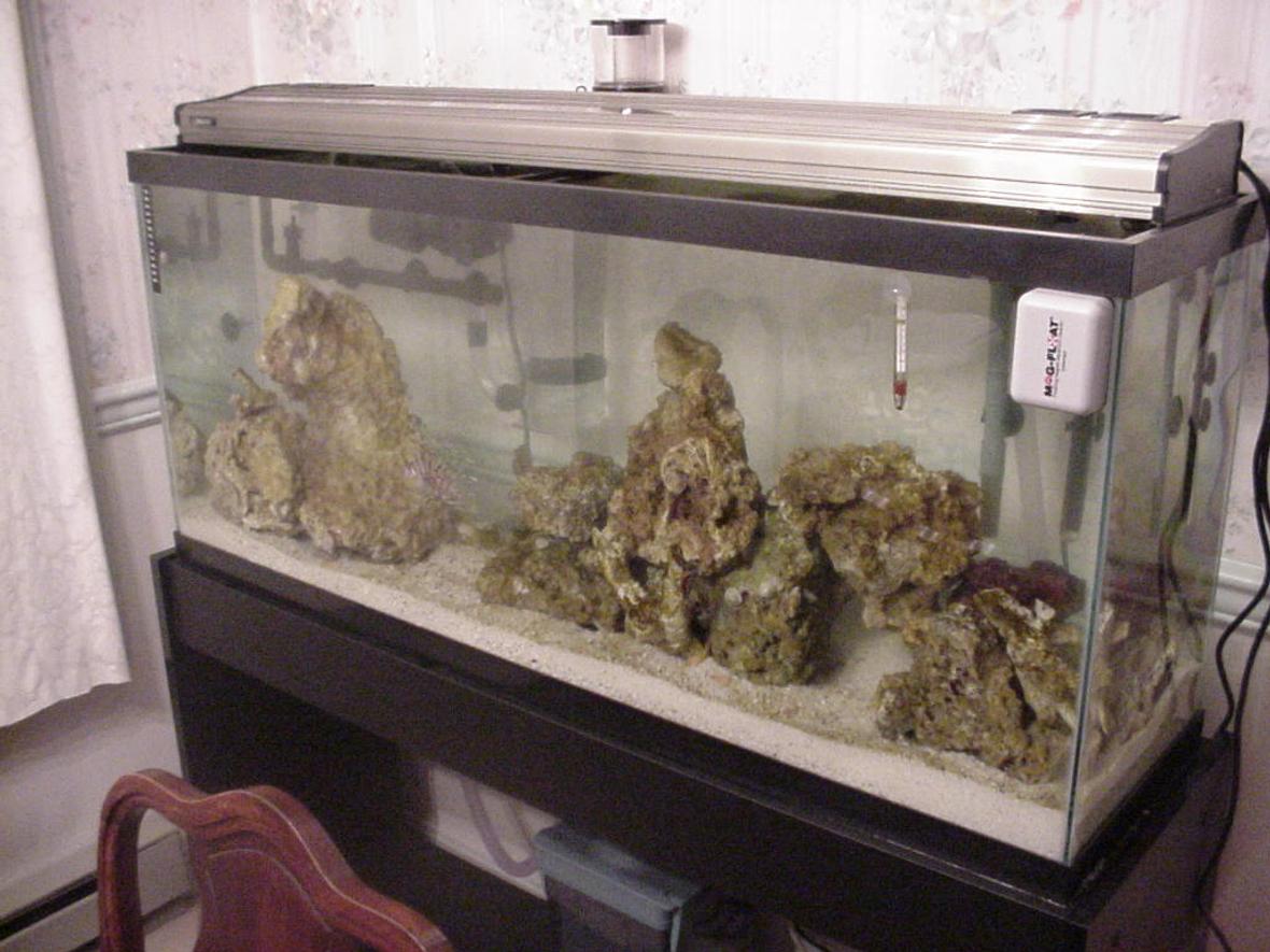 55 gallons saltwater fish tank (mostly fish, little/no live coral) - new tank only about 2 weeks old