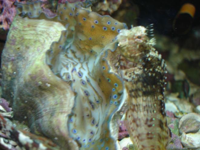 corals inverts - tridacna derasa - derasa clam stocking in 55 gallons tank - Gigas clam and a lawmower blenny