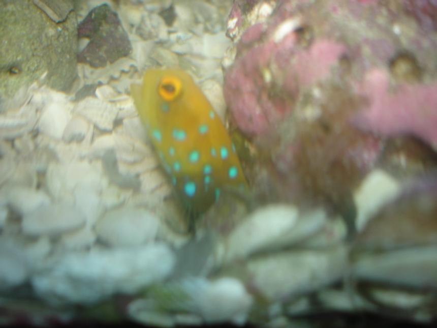 Rated #65: Saltwater Fish - Lactoria Cornuta - Cowfish Longhorn Stocking In 55 Gallons Tank - blue spot jawfish