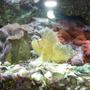 corals inverts - tridacna crocea - crocea clam stocking in 55 gallons tank - scorpian fish with a clam