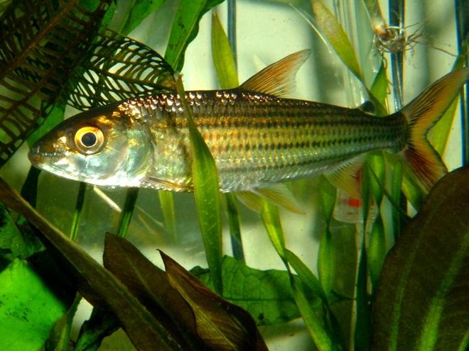freshwater fish - crossocheilus siamensis - siamese flying fox stocking in 80 gallons tank - African Tiger Fish