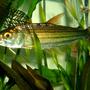 freshwater fish - crossocheilus siamensis - siamese flying fox stocking in 80 gallons tank - African Tiger Fish