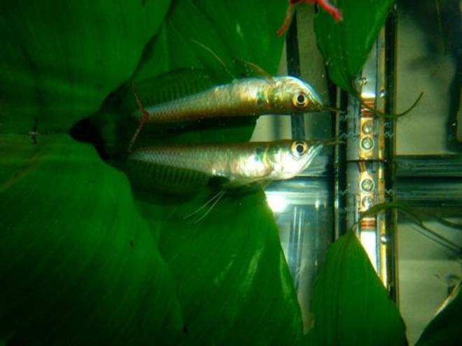 freshwater fish - osteoglossum bicirrhosum - silver arowana stocking in 80 gallons tank - Arowana