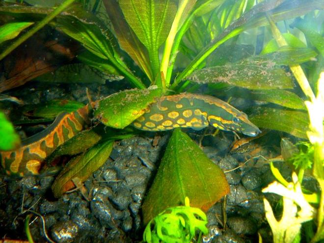 freshwater fish - mastacembelus armatus - tire track eel stocking in 80 gallons tank - Tire Track Eel