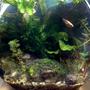 2 gallons planted tank (mostly live plants and fish) - Pico Bowl