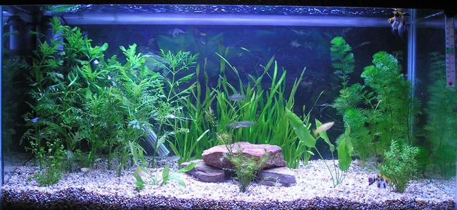 19 gallons planted tank (mostly live plants and fish) - 19.5g planted tank