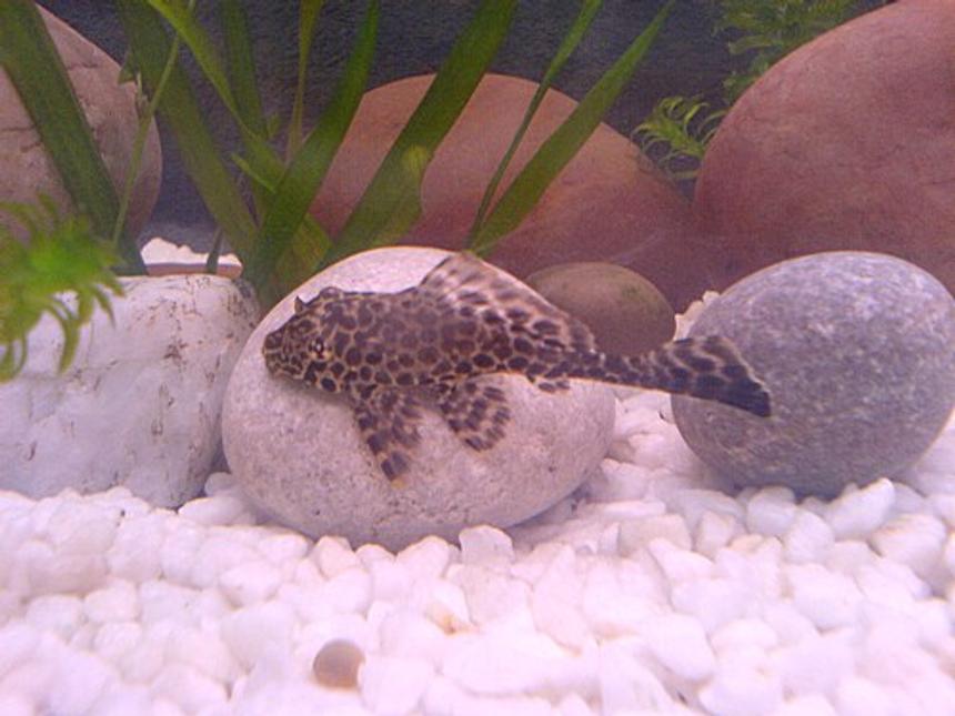 Rated #66: Freshwater Fish - Glyptoperichthys Gibbiceps - Sailfin Gibbiceps Pleco Stocking In 22 Gallons Tank - my gibbicep dave