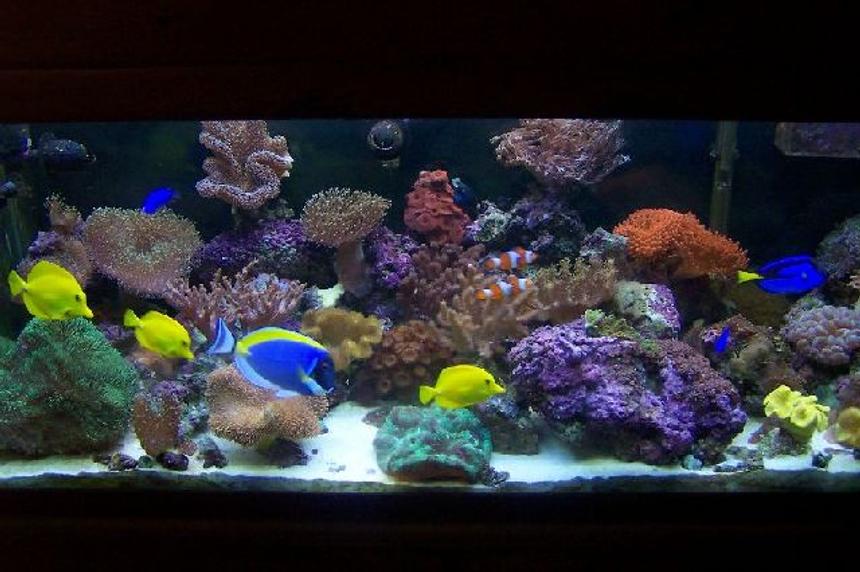 Rated #28: 75 Gallons Reef Tank - 75 gallon new background