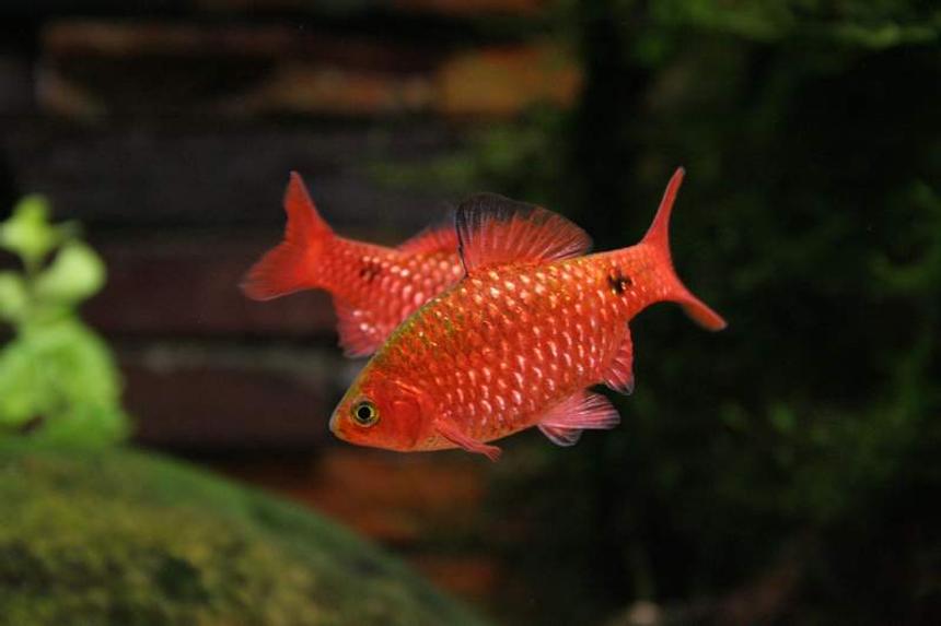 Rated #84: Freshwater Fish - Puntius Conchonius - Rosy Barb Stocking In 50 Gallons Tank - My phychotic rosey barbs!