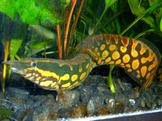 freshwater fish - mastacembelus armatus - tire track eel stocking in 80 gallons tank - Tire Track Eel
