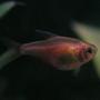 freshwater fish - von rio tetra stocking in 55 gallons tank - Orange Von Rio Tetra; Week 1 added five