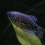 freshwater fish - trichogaster trichopterus - opaline gourami stocking in 55 gallons tank - Opaline Gourami; Week 1 added two