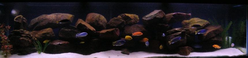 Rated #8: 100 Gallons Freshwater Fish Tank - My 100g Dream Cichlid Tank