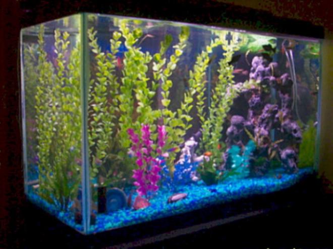 freshwater fish tank (mostly fish and non-living decorations) - 29 gallon aquarium - mostly livebearers